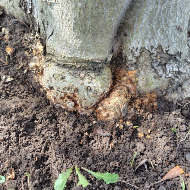 オリーブアナアキゾウムシの食害痕